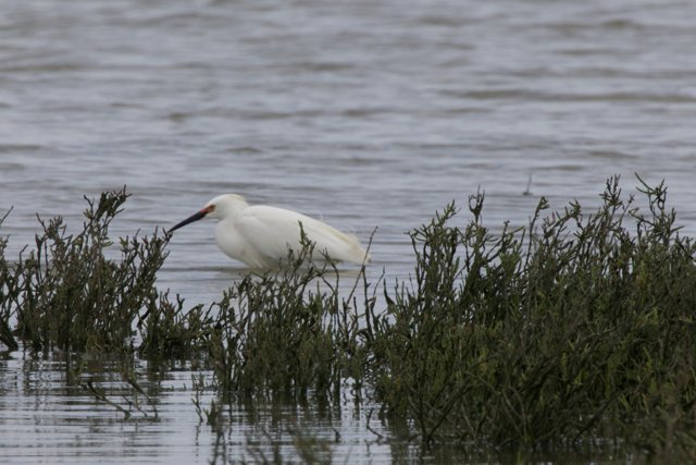 Graceful Moments in the Wetlands