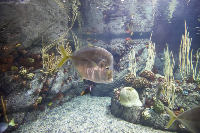 Colorful Fish in a Coral Reef Aquarium