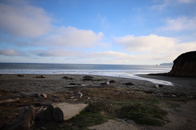 Elephant Seals Resting on Drakes Beach at Dusk