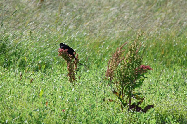 Red-Winged Blackbird Perched on Wild Dock Plant