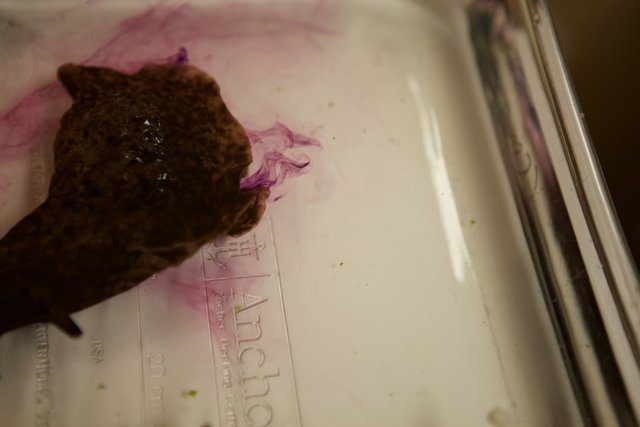Mysterious Brown Critter in Purple Liquid