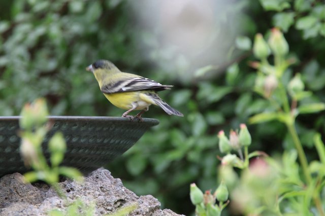 Lesser Goldfinch Perched on Garden Bird Bath