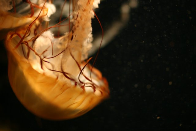 Sea Life in Motion
