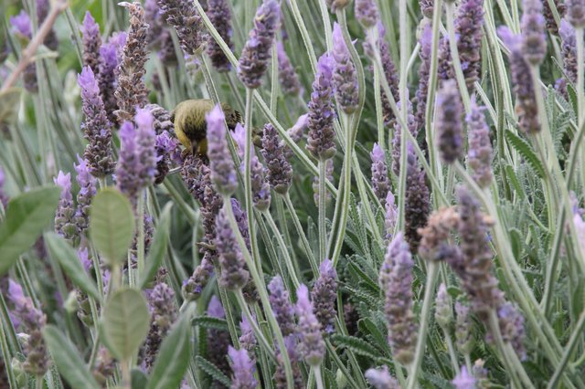 Bumblebee Foraging Among Purple Lavender Blooms