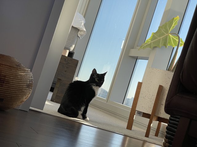 Minimalist Living: A Black and White Cat on Hardwood Flooring