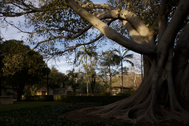 The Grand Eucalyptus Tree