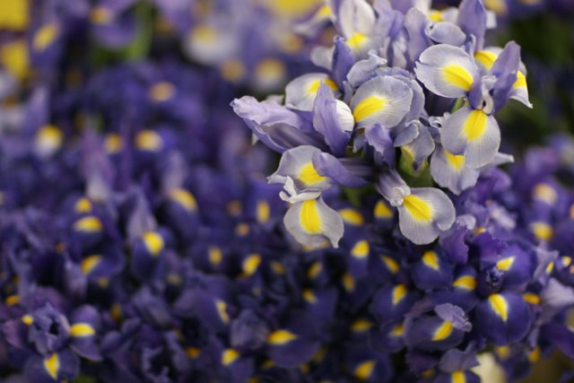 A Close-Up of Stunning Purple and Yellow Irises