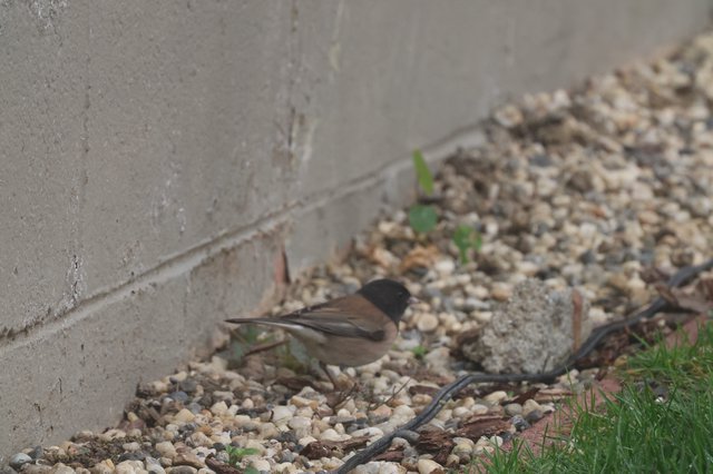 Sardinian Warbler Foraging in Gravel Garden