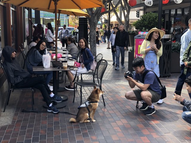 Man Captures Picture-Perfect Moment of Dog at Cafe Table