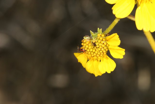 Bee and Bug on a Daisy