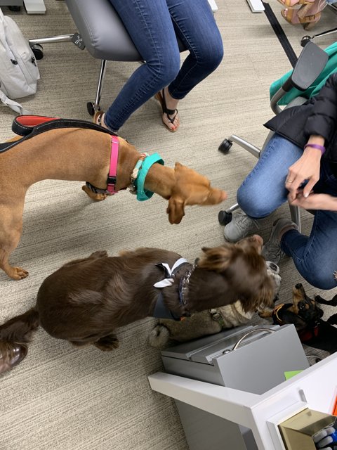 Three Canines at Work