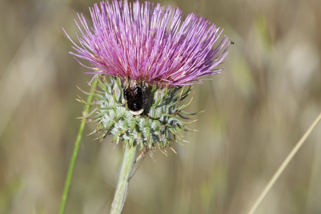 Bumblebee Foraging on Purple Thistle Bloom