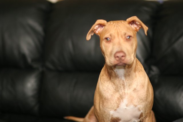 Brown Pitbull Canine on Black Couch