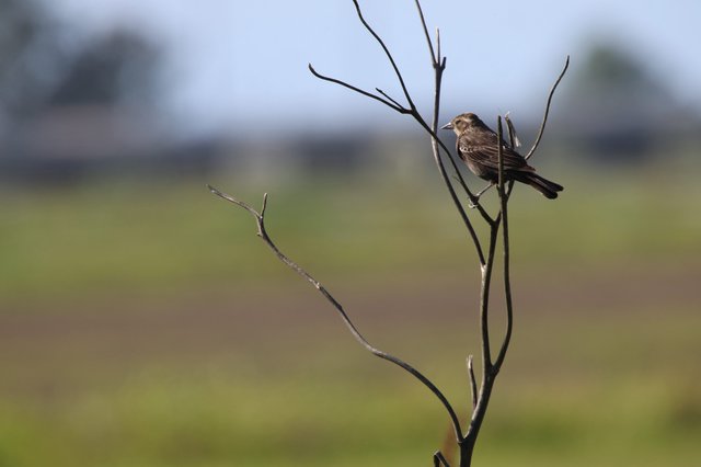 Solitary Sparrow Perched on Bare Branch at Dawn