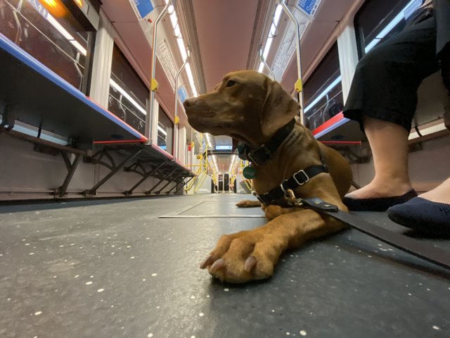 Train Dog