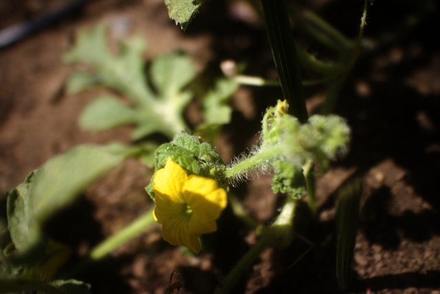 Sunny Geranium Blooms in Altadena