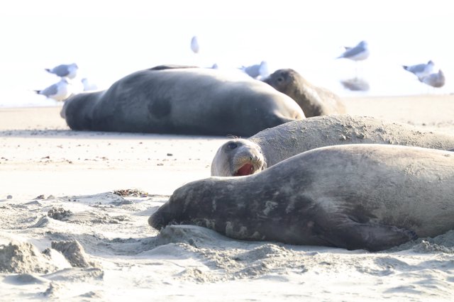 Elephant Seals Resting on Drakes Beach Sand