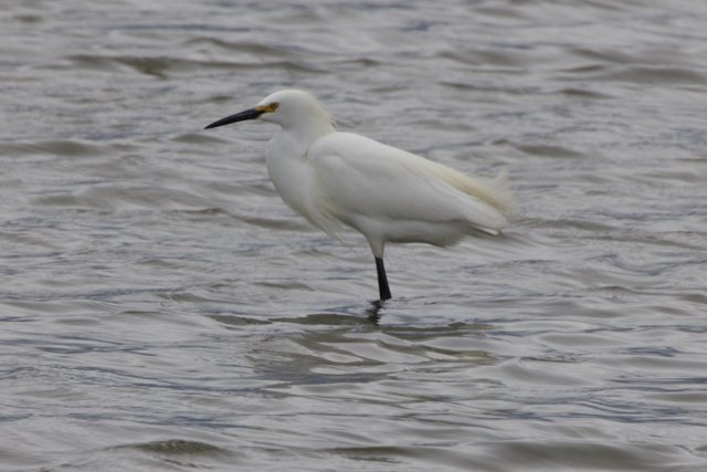 Elegance on the Bay