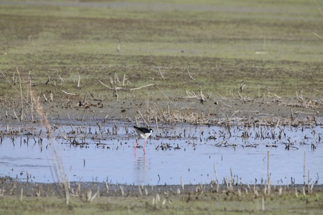 Black-necked Stilt Wading in Flooded Agricultural Field