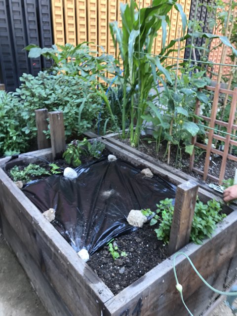 Raised Garden Bed with Tarped Plants