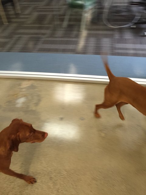 Two Hounds on the Loose