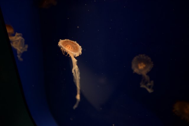 Mesmerizing Jellyfish in San Francisco Zoo Aquarium