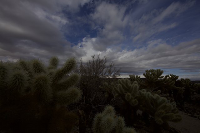 Majestic Cacti and Clouds in Joshua Tree
