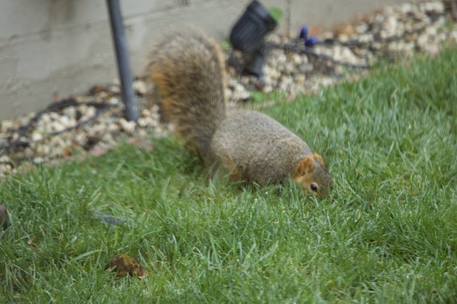 Fox Squirrel Foraging in Suburban Yard