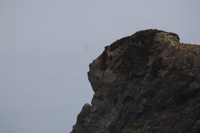 Rocky Coastal Cliff Draped in Wild Blooms