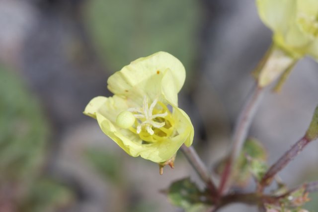 Yellow Geranium in Full Bloom