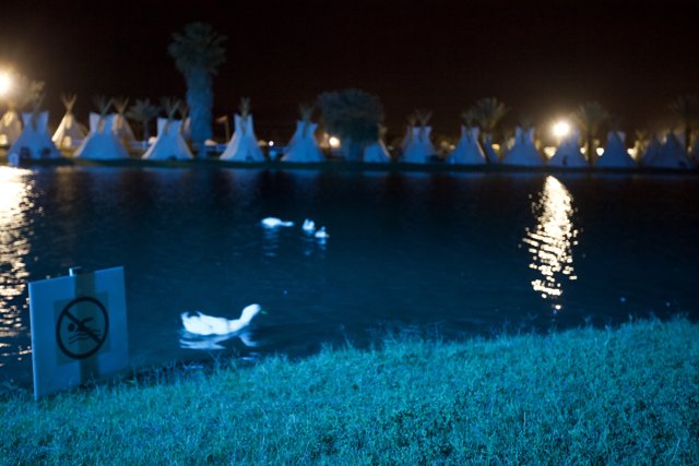 Ducks in the Night