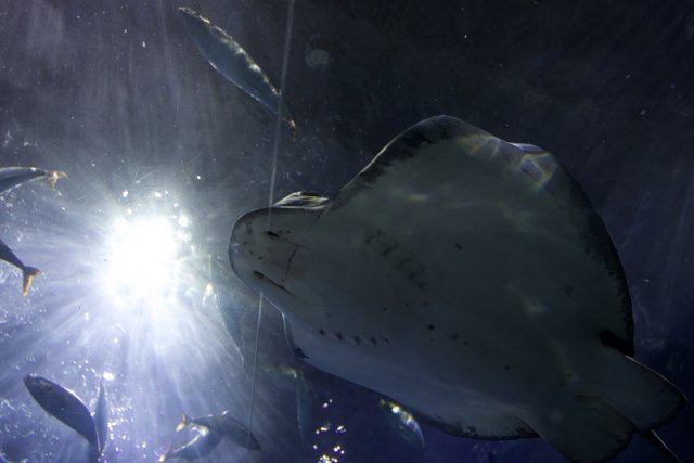 Majestic Underwater Ballet: Stingray and Companions
