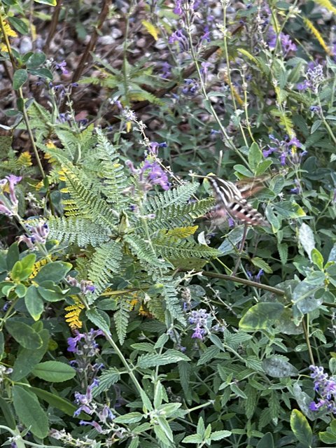 Butterfly at Meadow of Purple Flowers