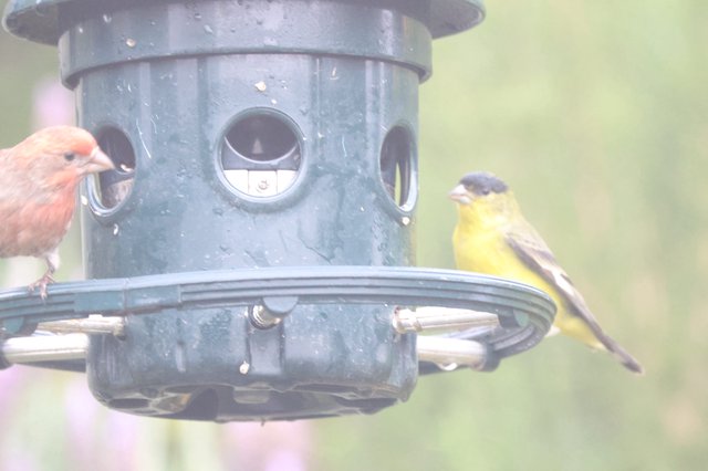 House Finch and Lesser Goldfinch Share Bird Feeder