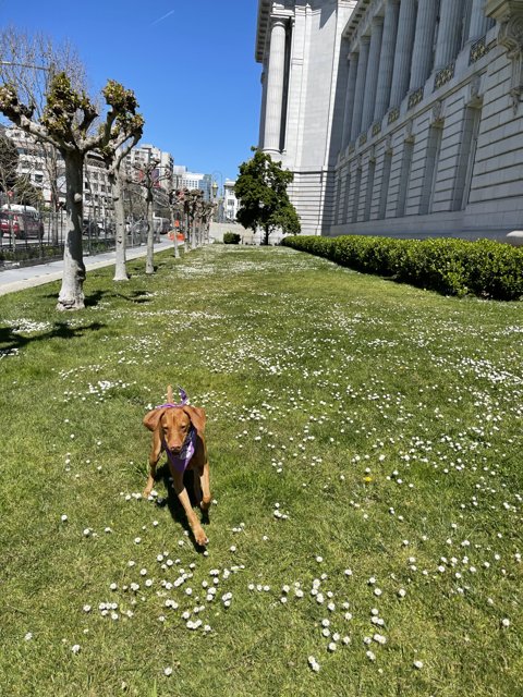 Playtime at San Francisco City Hall