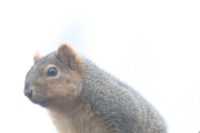 Alert Ground Squirrel Portrait in Soft Natural Light