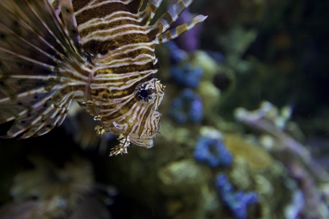 Majestic Lionfish in its Aquatic Home