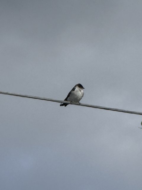 Perched on the Wire