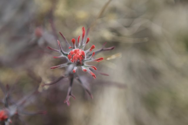 A Red Geranium Bud in Bloom