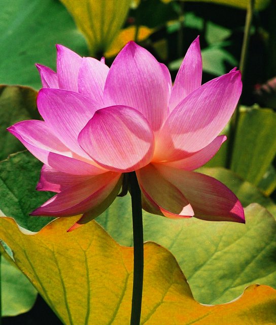 Pink Lotus in Greenery