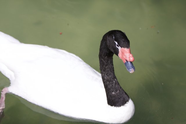 Black and White Swan Serenity