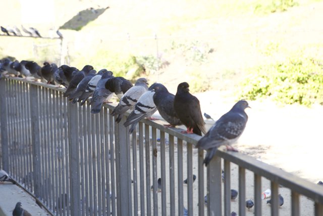 29 Birds on a Fence