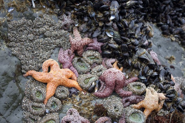 Vibrant Sea Stars and Mussels in Tidal Pool