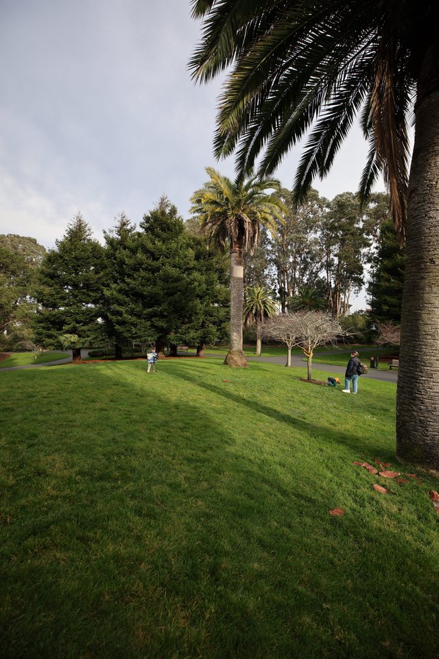 Palm Trees and Green Lawns at Peaceful Park