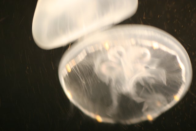 A Mesmerizing Jellyfish in its Aquatic Habitat