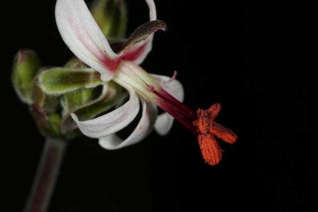 Red and White Orchid Flower