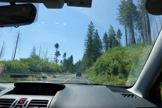 Forest Highway Drive Through Recovering Wilderness