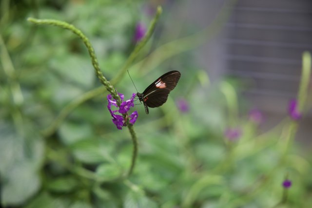 Fluttering Elegance on a Purple Bloom