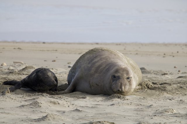 Elephant Seal Mother and Newborn Pup Resting on Beach