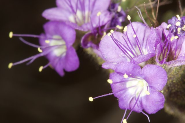 Purple Geranium Flower with Yellow Stamen